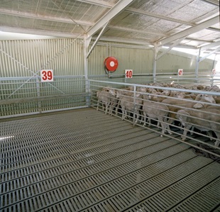 Sheep lairage made from COLORBOND® steel